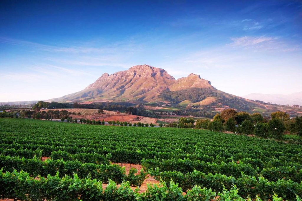 Create your own bespoke and tailormade wine tours in Stellenbosch, Franschhoek and the rest of the South African winelands with our experienced guides.